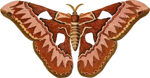 Giant_ Atlas_ Moth_ Illustration PNG Image