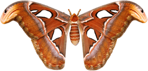Large Moths In Sri Lanka, HD Png Download PNG