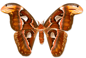 Atlas Moth, HD Png Download PNG