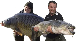 Giant Catfish Caughtby Fishermen.png PNG Image