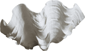 Transparent Clam Shell Png, Png Download PNG with transparent background