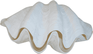 Giant Clam, HD Png Download PNG with transparent background