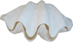 Giant Clam Shell Isolated.png PNG Image