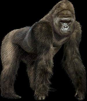 Giant_ Gorilla_ Illustration PNG image with transparent background