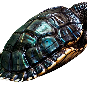 Giant Leatherback Turtle Close-up Png 23 PNG Image