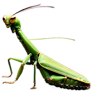 Giant Praying Mantis Png 06122024 PNG Image