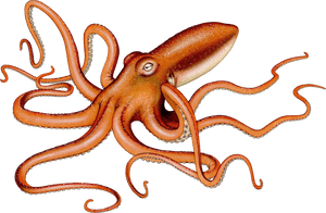 Octopus Squid, HD Png Download PNG