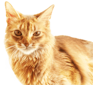 Cat Download Software - Cat Head Png, Transparent Png PNG image with transparent background
