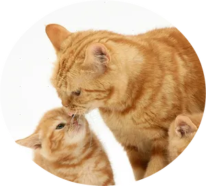 Ginger Catand Kitten Affection PNG Image