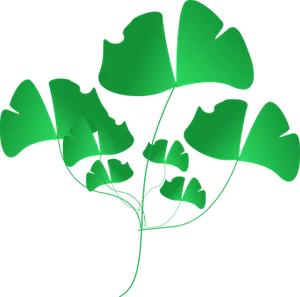 Ginkgo Biloba Leaves Vector Illustration PNG Image