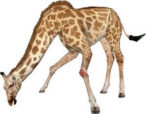 Giraffe Bending Down PNG Image