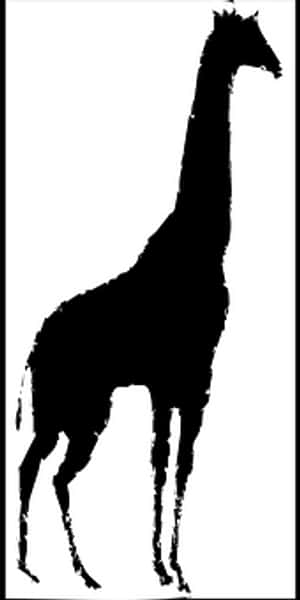 Giraffe PNG PNG Images