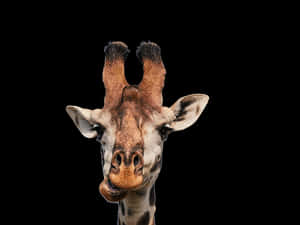 Giraffe Portrait Against Black Background PNG image with transparent background