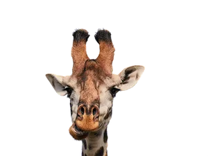 Giraffe Portrait Against Black Background PNG Image