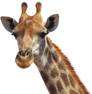 Giraffe Portrait Close Up.png PNG Image