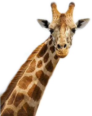 Giraffe Portrait Close Up.png PNG Image