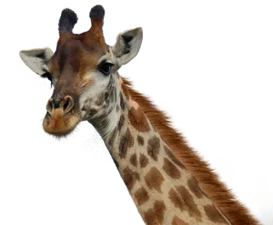 Giraffe Portrait Isolated PNG Image