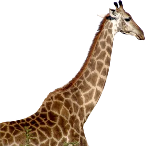 Giraffe Profile Portrait PNG Image