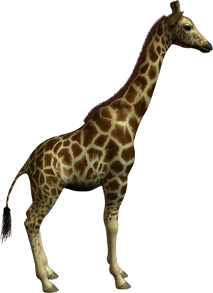 Animal Png Clipart Best - Big And Small Animals PNG image with transparent background