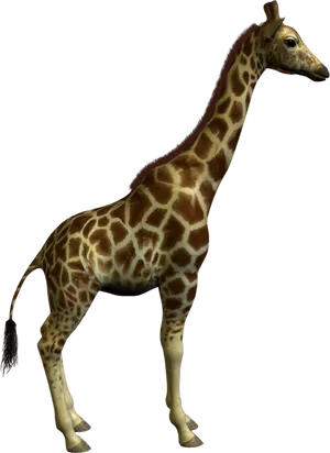 Giraffe Standing Profile PNG Image