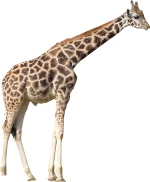 Giraffe Standing Side View.png PNG Image