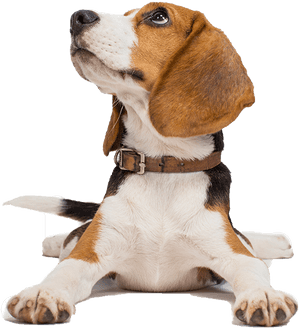 Give Them The Customized Care They Deserve - Beagle Transparent Png Hd, Png Download PNG image with transparent background
