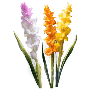 Gladiolus Festival Scene PNG ylr85 PNG