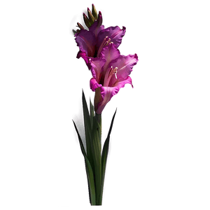 Gladiolus Floral Arrangement PNG 06242024 PNG