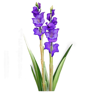 Gladiolus Floral Arrangement PNG mfa65 PNG