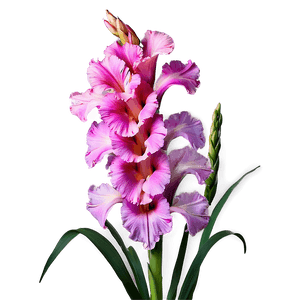Gladiolus Symbolism Inspiration PNG cix PNG