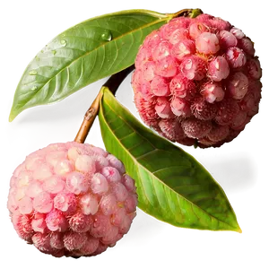 Glistening Fresh Lychee Png Awa PNG Image