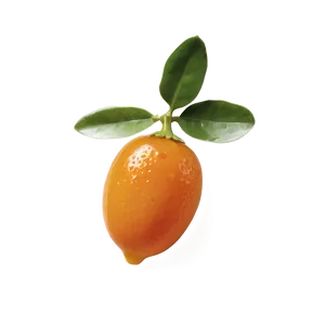 Glistening Kumquat Png Qpb31 PNG Image