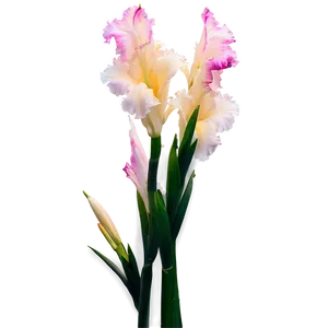 Glorious Gladiolus Png Mji41 PNG Image