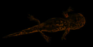 Glowing Salamanderin Darkness PNG image with transparent background