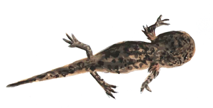 Glowing Salamanderin Darkness PNG Image