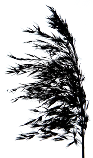 Glowing Tree Outline Night PNG Image