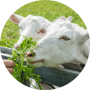 Transparent Goat Eye Png - Cattle, Png Download PNG with transparent background