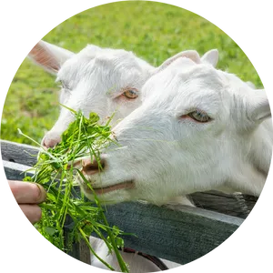 Goats_ Grazing_ Closeup.jpg PNG Image