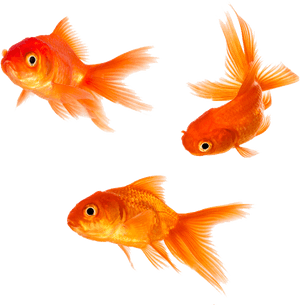 Gold Fish Png - Goldfish Png, Transparent Png PNG image with transparent background