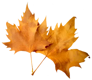 Golden Autumn Leaves PNG Image