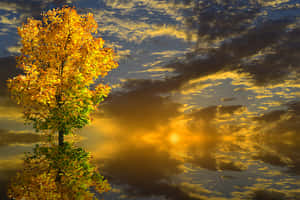 Golden Autumn Sunset Tree PNG image with transparent background