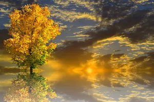 Golden Autumn Sunset Tree PNG Image