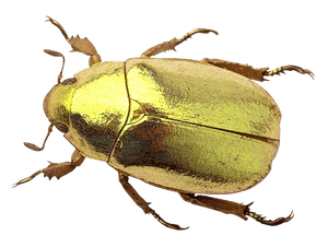 Golden Beetle Isolated Background PNG image with transparent background