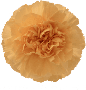 Colibri Flowers Carnation Caroline Gold, Grower Of - Carnation, HD Png Download PNG image with transparent background