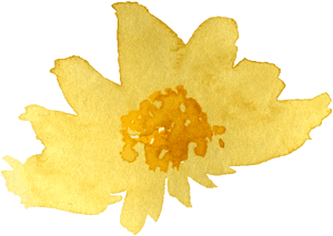 Watercolor Yellow Chrysanthemum Png - Sacred Lotus, Transparent Png PNG image with transparent background