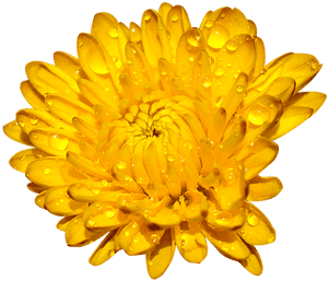 Chrysanthemum, Many Wings, Yellow - Crisantemi Gialli Png, Transparent Png PNG image with transparent background