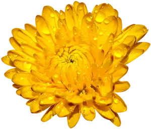 Golden Chrysanthemumwith Dew Drops PNG Image