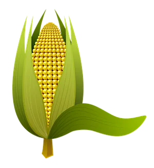 Golden Corn Illustration PNG Image