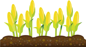 Free Corn Plant Cliparts Transparent Background - Transparent Background Crops Clipart, HD Png Download PNG image with transparent background