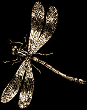 Golden Dragonfly Illustration PNG image with transparent background